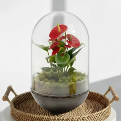 Compra Cúpula de Cristal con Anthurium en Barcelona | Plantas de Interior 2