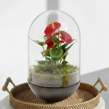 Compra Cúpula de Vidre amb ANthurium a Barcelona | Plantes d'Interior