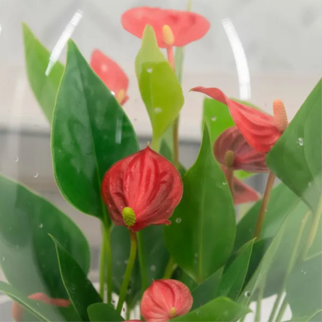 Compra Cúpula de Cristal con Anthurium en Barcelona | Plantas de Interior