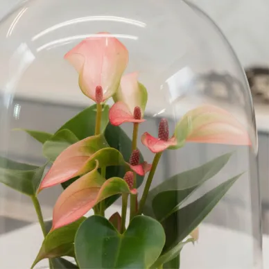 Compra Cúpula de Cristal con Anthurium en Barcelona | Plantas de Interior 2