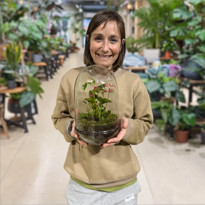 Compra Cúpula de Cristal con Anthurium en Barcelona | Plantas de Interior