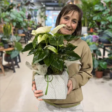 Compra Elegant Anthurium amb Test de Fibra a Barcelona | Plantes d'Interior