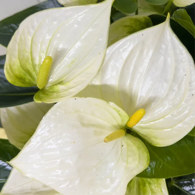 Compra Elegant Anthurium amb Test de Fibra a Barcelona | Plantes d'Interior