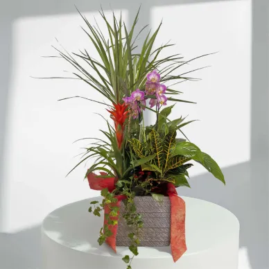 Compra Elegant Composició de Plantes Premium a Barcelona | Grups de Plantes