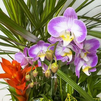 Comprar Elegante Composición de Plantas Premium en Barcelona | Grupos de Plantas 2