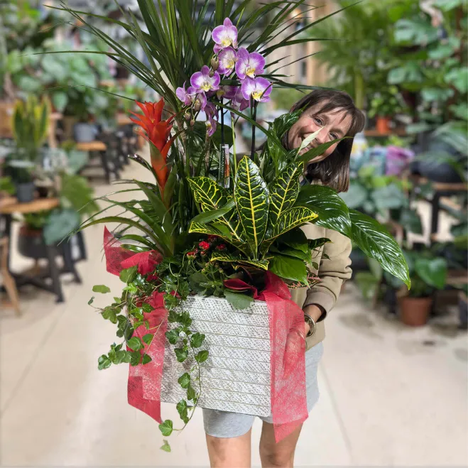 Comprar Elegante Composición de Plantas Premium en Barcelona | Grupos de Plantas