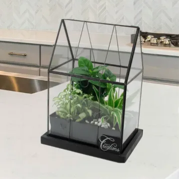 Comprar Invernadero con Miniplantas en Barcelona | Plantas de Interior