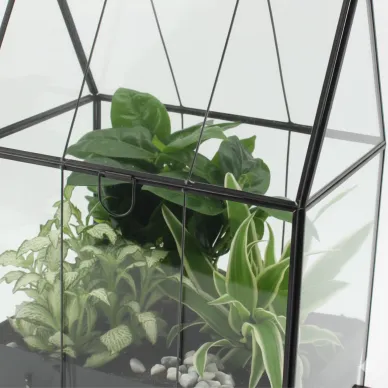 Comprar Invernadero con Miniplantas en Barcelona | Plantas de Interior 2