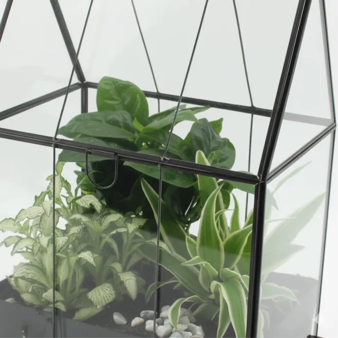 Compra Hivernacle amb Miniplantes a Barcelona | Plantes d'Interior