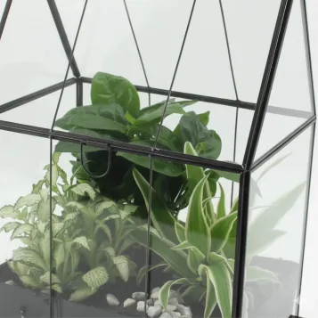 Compra Hivernacle amb Miniplantes a Barcelona | Plantes d'Interior