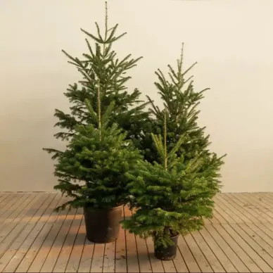 Compra Avet Natural sense Arrels a Barcelona | Arbres de Nadal