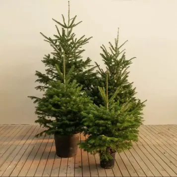 Compra Avet Natural sense Arrels a Barcelona | Arbres de Nadal