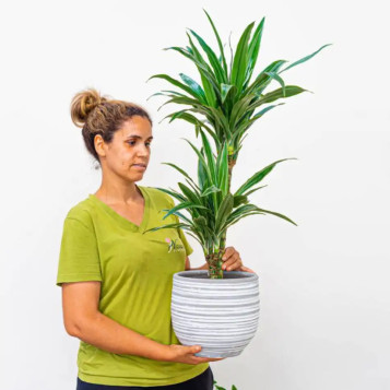 Compra Dracaena Deremensis a Barcelona | Plantes d'Interior