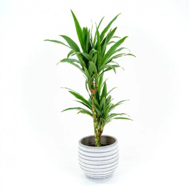Comprar Dracaena Deremensis en Barcelona | Plantas de Interior 2