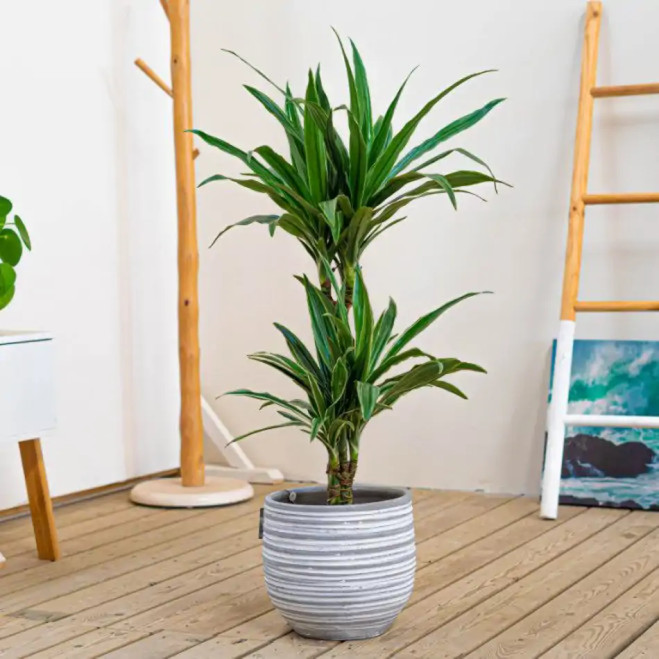 Comprar Dracaena Deremensis en Barcelona | Plantas de Interior