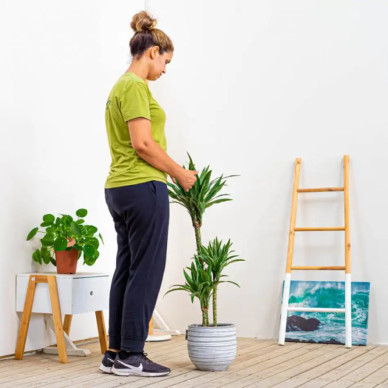 Comprar Dracaena Deremensis en Barcelona | Plantas de Interior 2