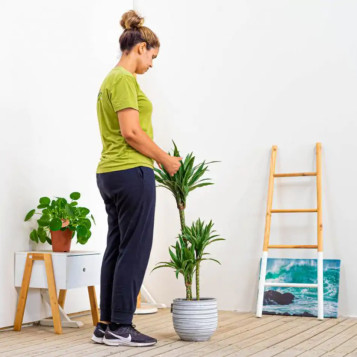 Comprar Dracaena Deremensis en Barcelona | Plantas de Interior