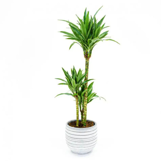 Comprar Dracaena Deremensis en Barcelona | Plantas de Interior