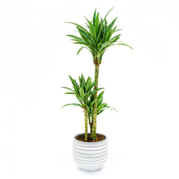 Comprar Dracaena Deremensis en Barcelona | Plantas de Interior