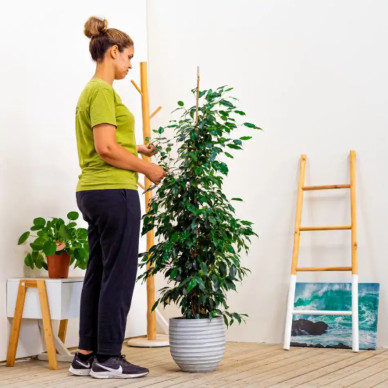Comprar Ficus Benjamina en Barcelona | Plantas de Interior