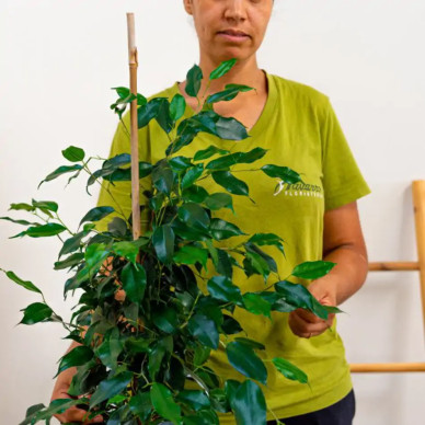 Comprar Ficus Benjamina en Barcelona | Plantas de Interior 2