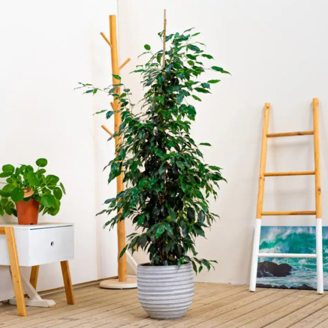 Comprar Ficus Benjamina en Barcelona | Plantas de Interior