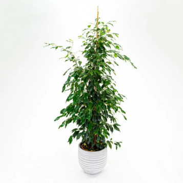 Comprar Ficus Benjamina en Barcelona | Plantas de Interior