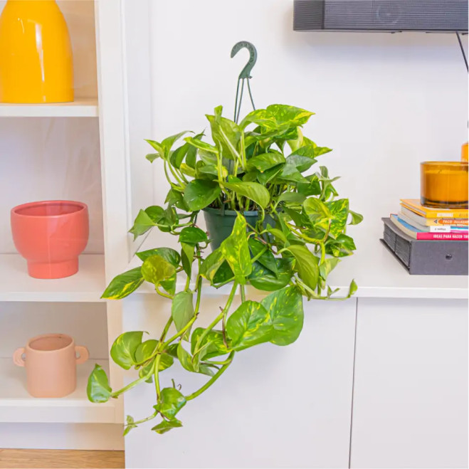 Compra Pothos Penjar a Barcelona | Plantes d'Interior
