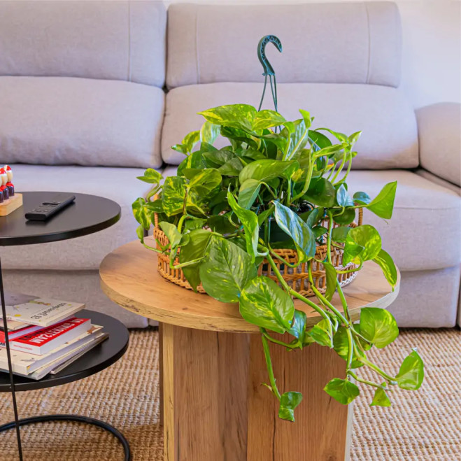 Compra Pothos Penjar a Barcelona | Plantes d'Interior