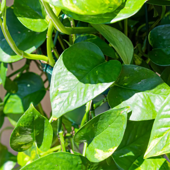Comprar Pothos Colgar en Barcelona | Plantas de Interior