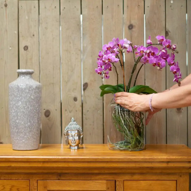 Comprar Mini Phalaenopsis en Jarrón en Barcelona | Orquídeas