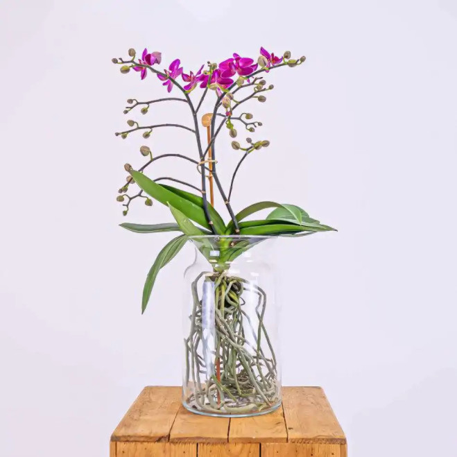 Compra Mini Phalaenospsi en Gerro a Barcelona | Orquídies