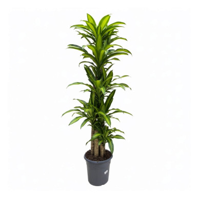 Compra Tronc de Brasil a Barcelona | Plantes d'Interior 2
