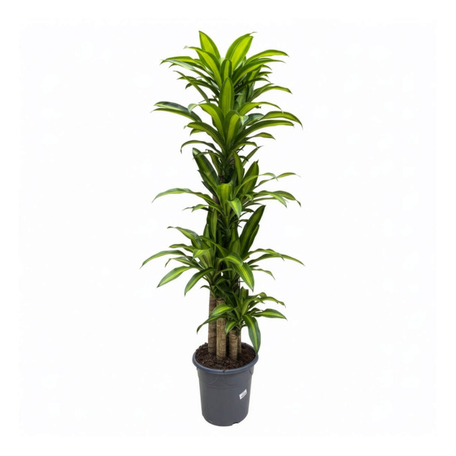 Comprar Tronco de Brasil en Barcelona | Plantas de Interior