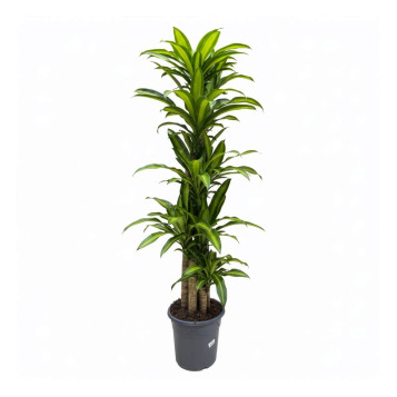 Comprar Tronco de Brasil en Barcelona | Plantas de Interior