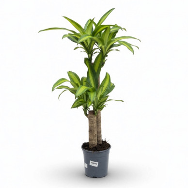 Comprar Tronco de Brasil en Barcelona | Plantas de Interior 2