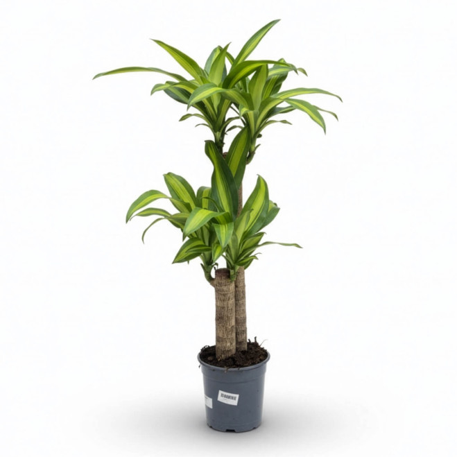 Comprar Tronco de Brasil en Barcelona | Plantas de Interior