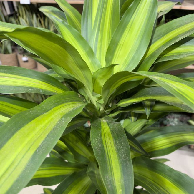 Compra Tronc de Brasil a Barcelona | Plantes d'Interior