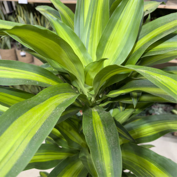 Compra Tronc de Brasil a Barcelona | Plantes d'Interior