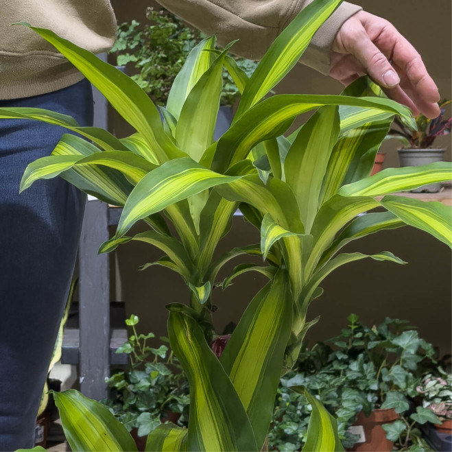 Comprar Tronco de Brasil en Barcelona | Plantas de Interior