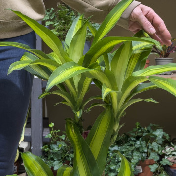 Comprar Tronco de Brasil en Barcelona | Plantas de Interior
