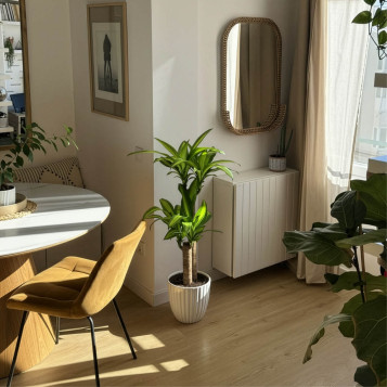 Comprar Tronco de Brasil en Barcelona | Plantas de Interior