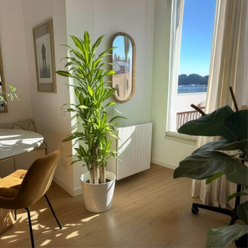 Comprar Tronco de Brasil en Barcelona | Plantas de Interior