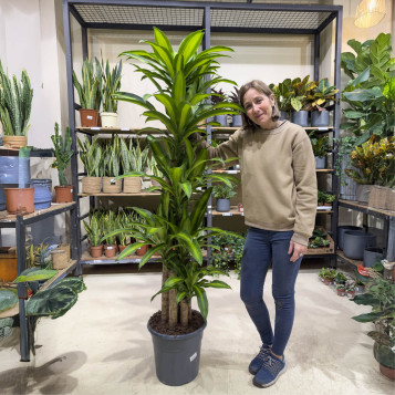 Comprar Tronco de Brasil en Barcelona | Plantas de Interior