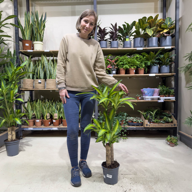 Compra Tronc de Brasil a Barcelona | Plantes d'Interior