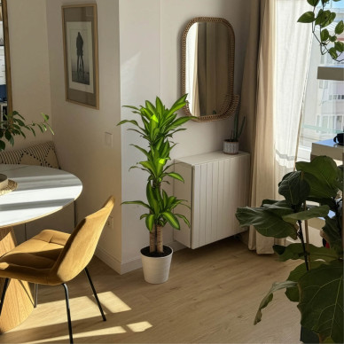 Comprar Tronco de Brasil en Barcelona | Plantas de Interior