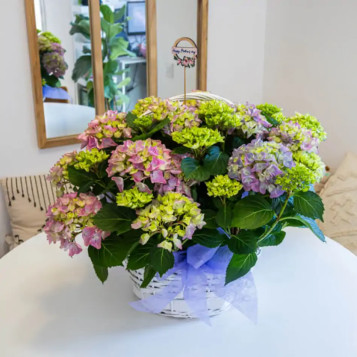 Comprar Cesta Romántica de Hortensias en Barcelona | Grupos de Plantas