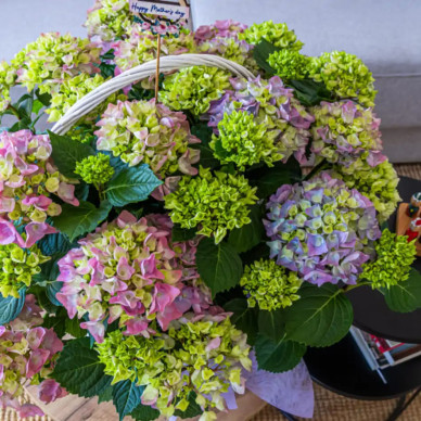 Comprar Cesta Romántica de Hortensias en Barcelona | Grupos de Plantas 2