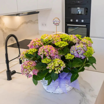 Comprar Cesta Romántica de Hortensias en Barcelona | Grupos de Plantas