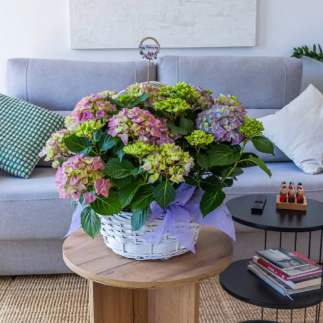 Comprar Cesta Romántica de Hortensias en Barcelona | Grupos de Plantas